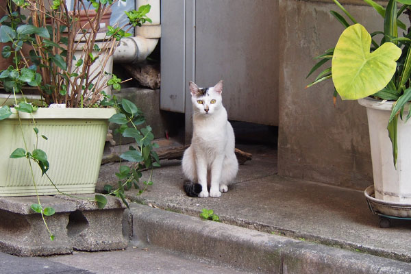 オーロラ　お座り正面