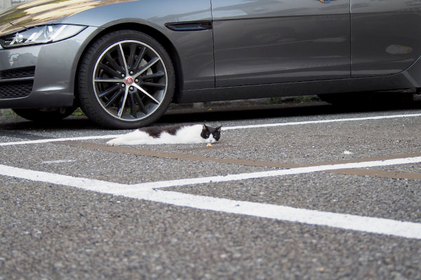 駐車場にニコル