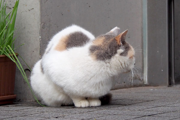 みけ姉さま　振り返る