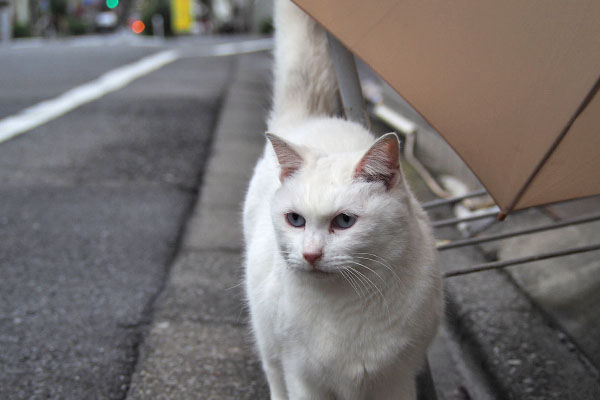 リリ　遠くを見る