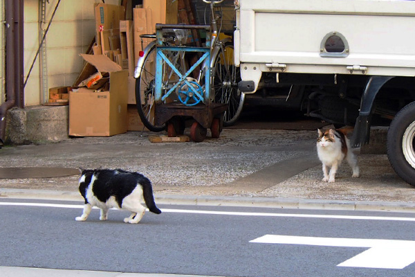 トラックの下からコハク怯むニコ