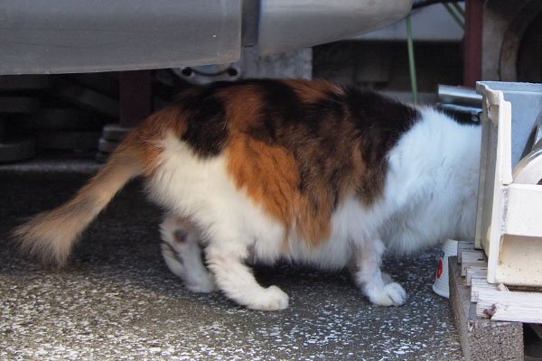 お水を飲んでいるのかコハク