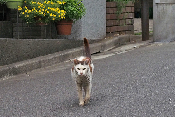 テル　しっぽを上げて来る