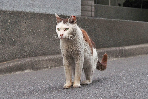 テル　考え中