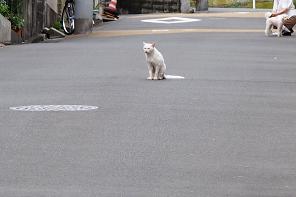 チロル　道路の真ん中ワンコ上