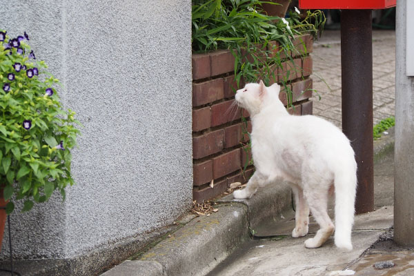 塀に乗る前　チロル