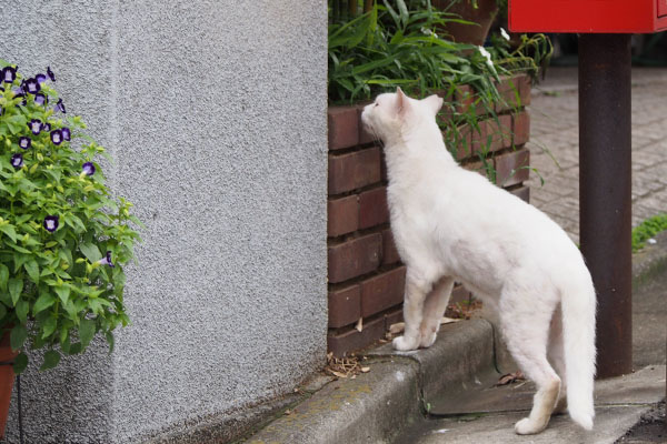 チロル　なぜか躊躇