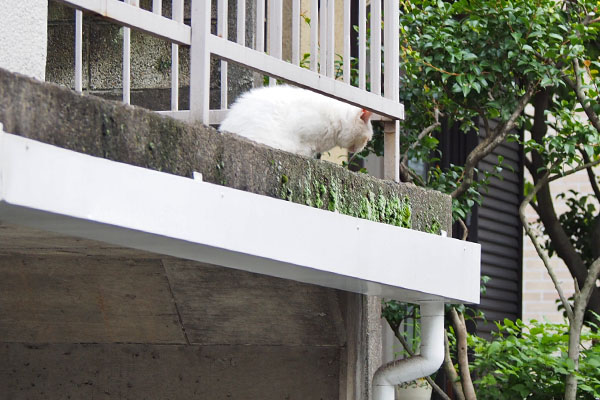 ２階の角にメル