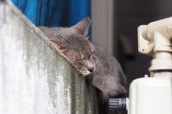 塀の上で寝ている　グレー猫