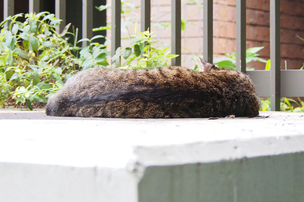 リュウリュウ　寝てる背中