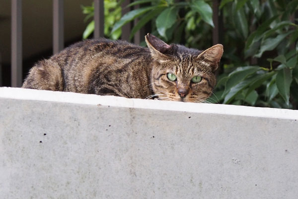 リュウリュウ　後ろを気にして