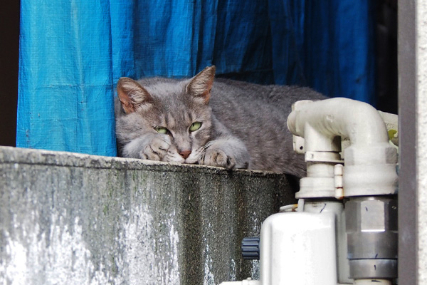 シピ　塀の上　こちらを見てる