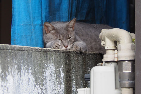 グレー猫　眠さが勝つ