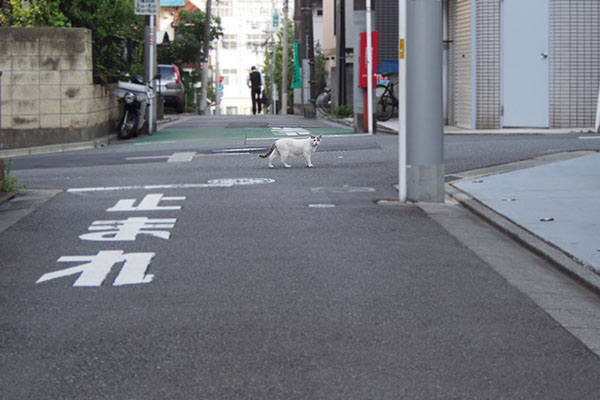 交差点にジュリ発見