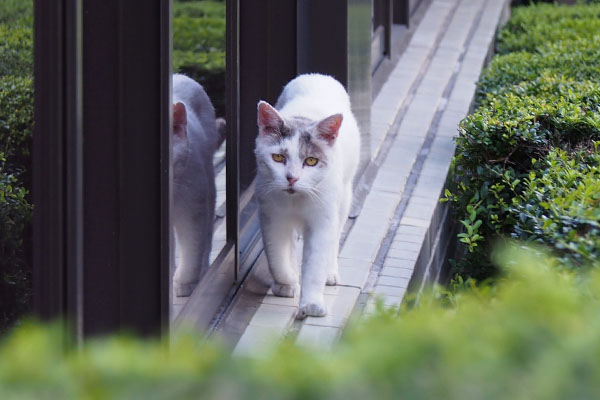 ビルのヘリを歩く　ジュリ