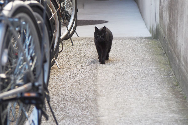 くろ太が来る