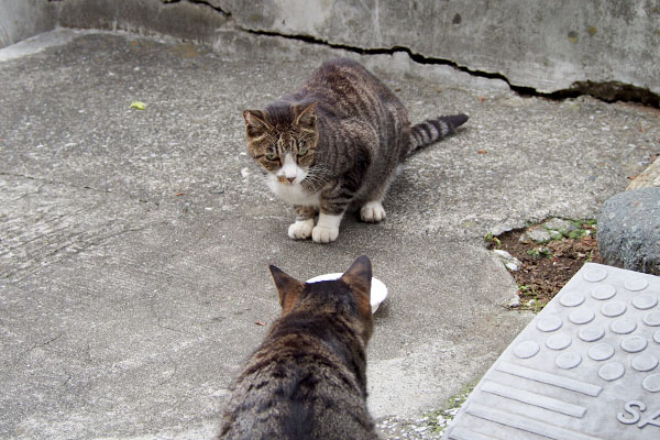 カイとタビサンク