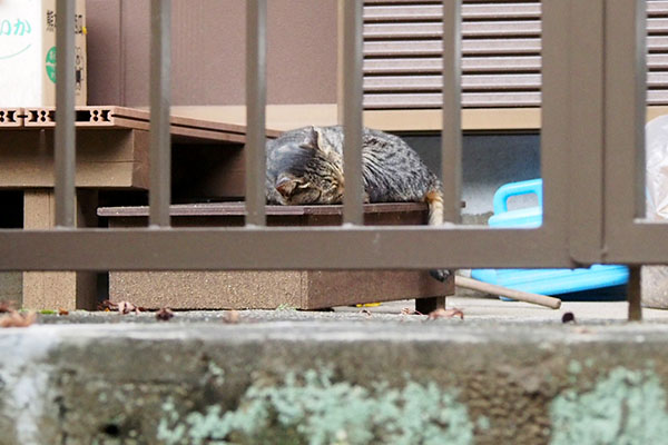 きじとら　雌猫　さくら猫　寝ている猫