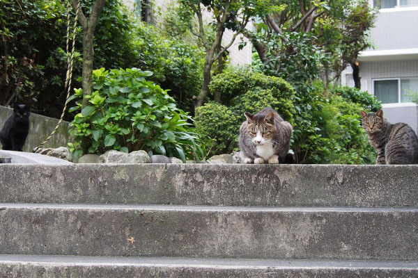 4にゃん階段の上に