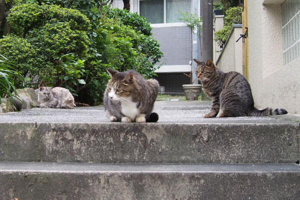 ３にゃん　横向いて