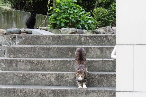 階段を下りるカイ　３にゃん