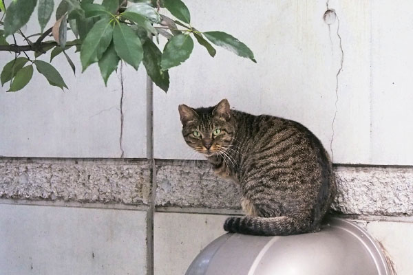 リュウリュウ　またダクト上