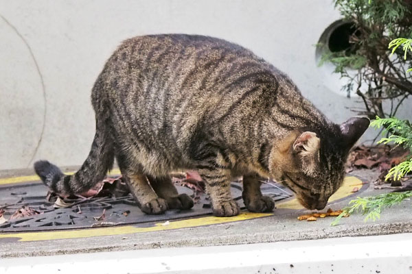 リュウリュウ　すぐ食べる