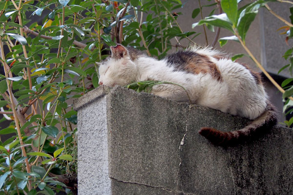 テル　塀の上　ボサボサ