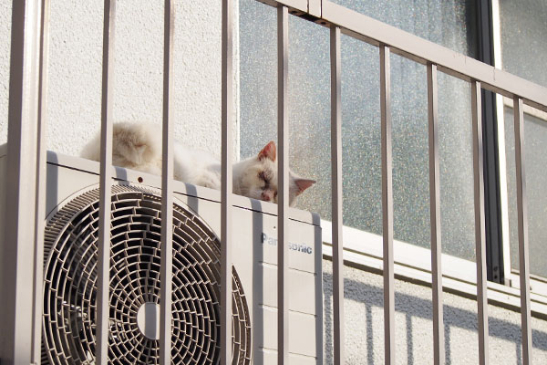 メル　お天気の良い日