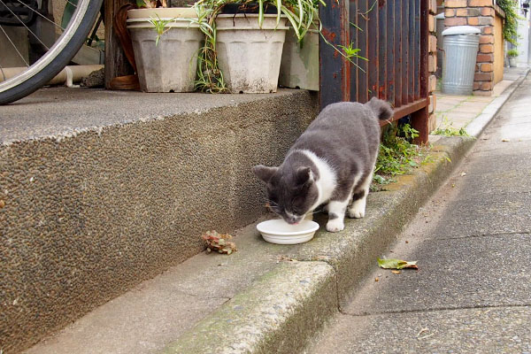 ちびにゃん　食べる