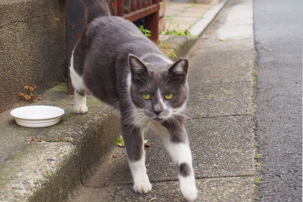 ちびにゃん　早食い