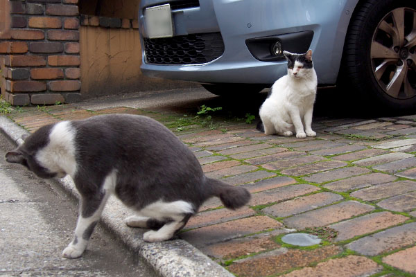 落ち着きのないちびにゃんと見る坊