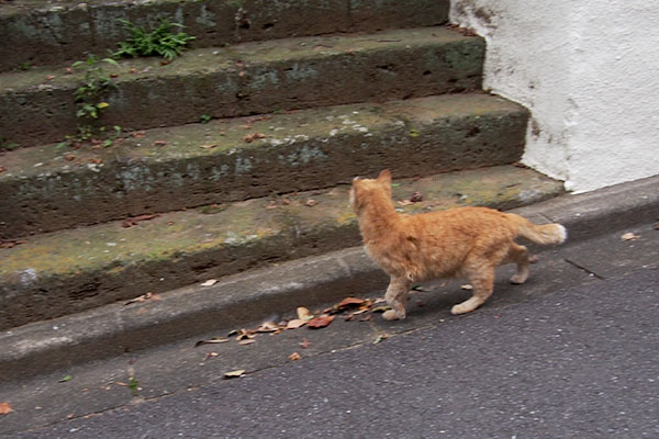 茶トラ　さくら猫　地域猫