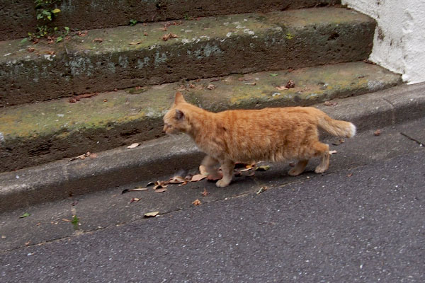 逃げる猫