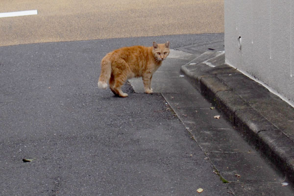 茶トラ　中くらいのしっぽ