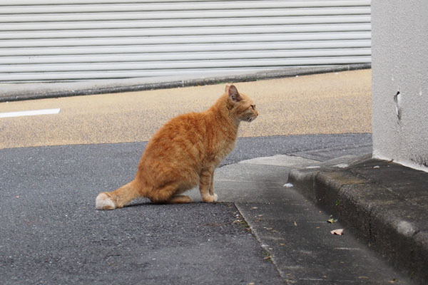 茶トラ　お座り横から