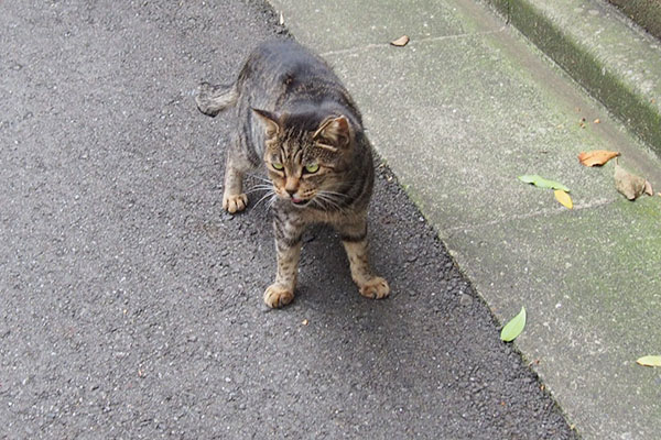 きじとら　雌猫　さくら猫