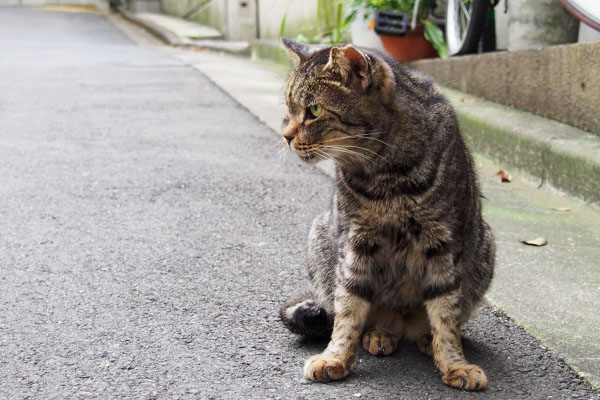 睨む猫　キジトラ　雌猫