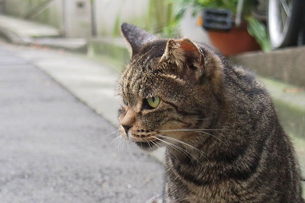 睨む猫　雌猫　キジトラ