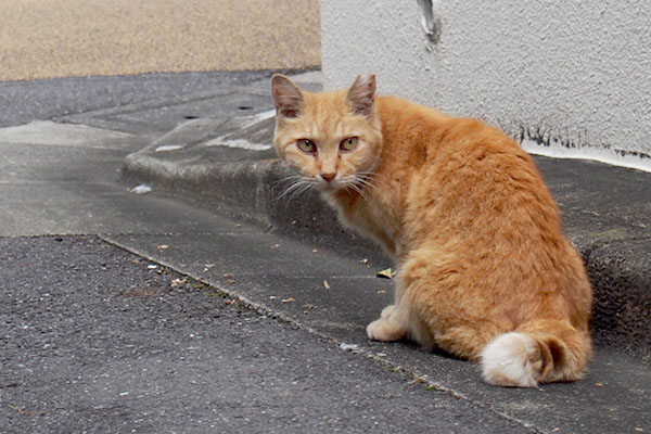 振り返る茶トラ猫