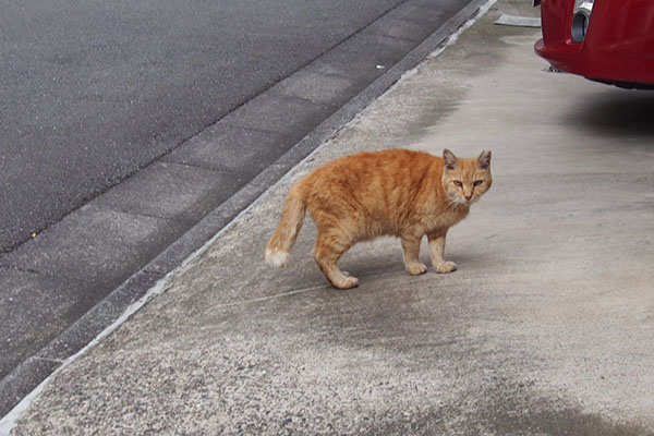 歩きながら振り返る猫