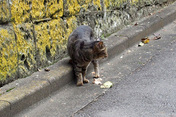 タビッツ　ルート確認中１