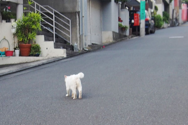 メル　帰宅する後ろ姿