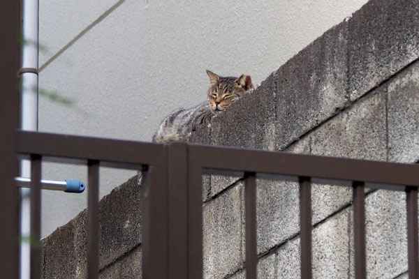 タビッツ少し顔動かす