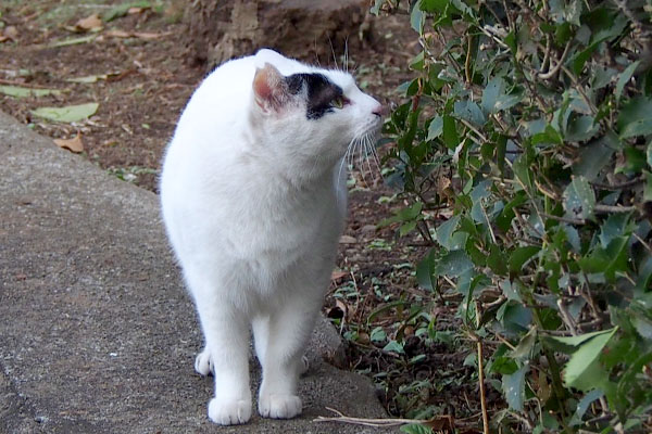 ヤコ　木の匂いを嗅ぐ