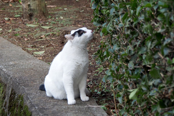 ヤコ　座って木の匂い