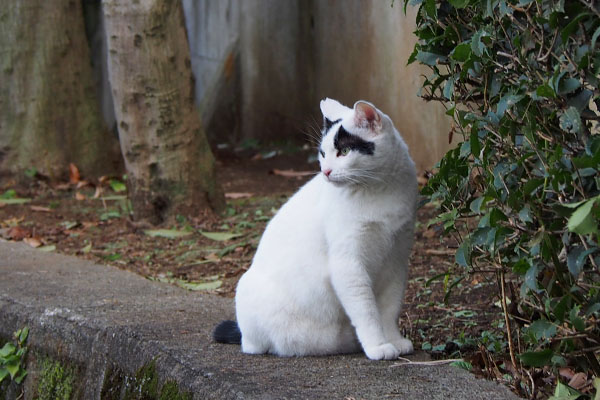 ヤコ　公園の向こうを見る