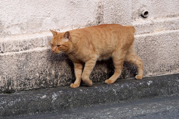 歩く猫　茶トラ　ボブテール