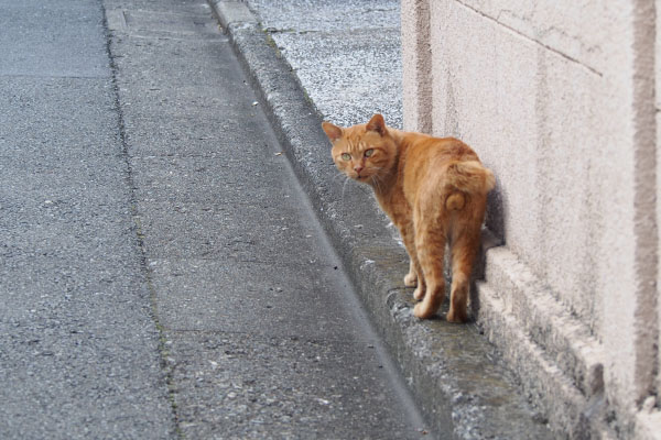 振り返る猫　未去勢のオス猫