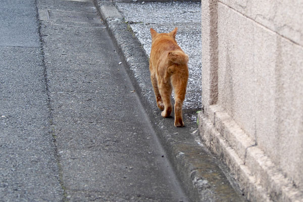 ボブテールのオス猫